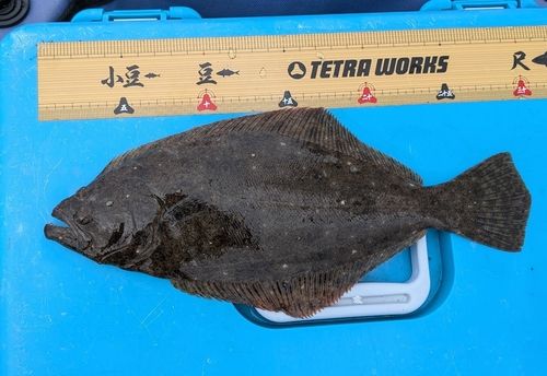 ヒラメの釣果