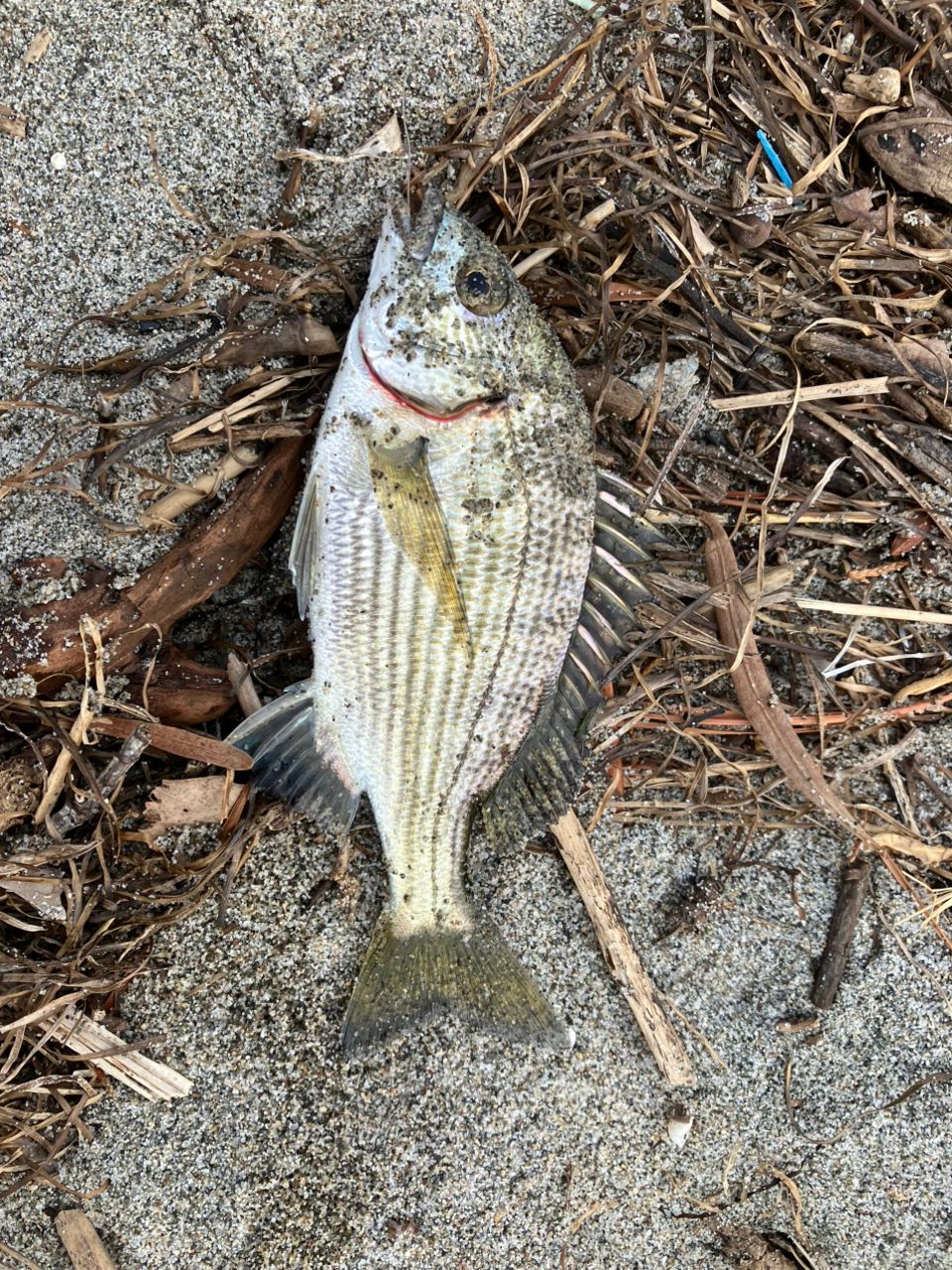 チヌ