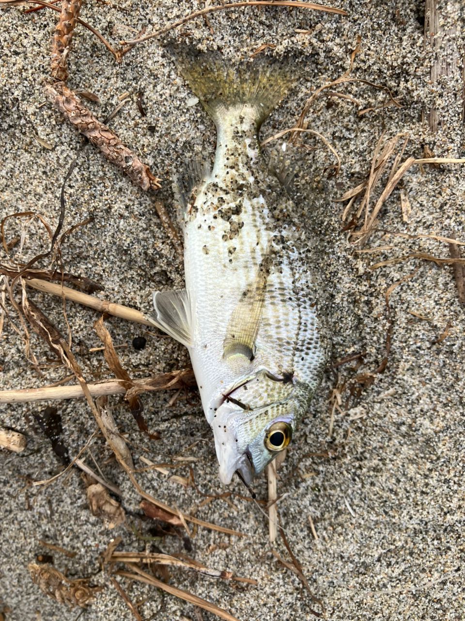 チヌ