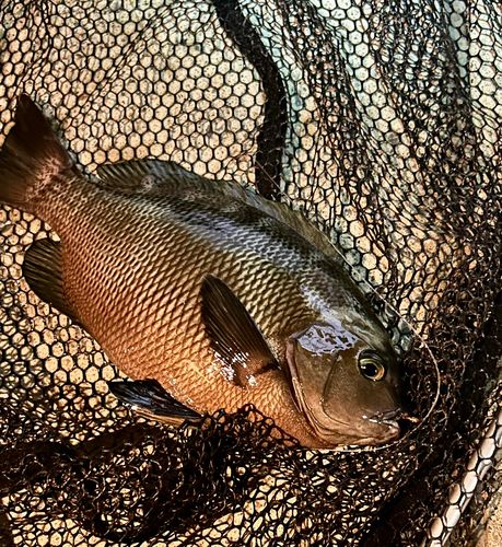 メジナの釣果