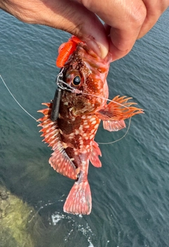 ガシラの釣果