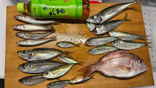 タイの釣果