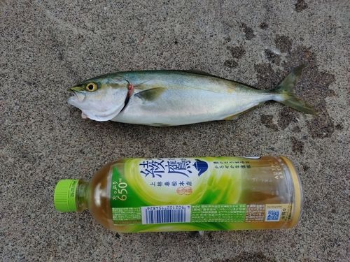 ツバイソの釣果