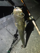 ナマズの釣果