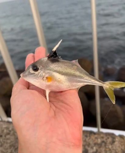 ギマの釣果
