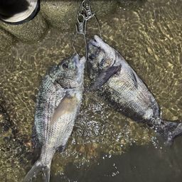 クロダイ