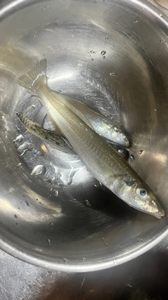 シロギスの釣果