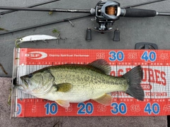 ラージマウスバスの釣果