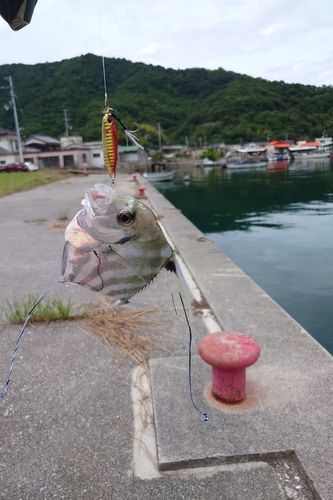宇和海