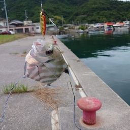 イトヒキアジ