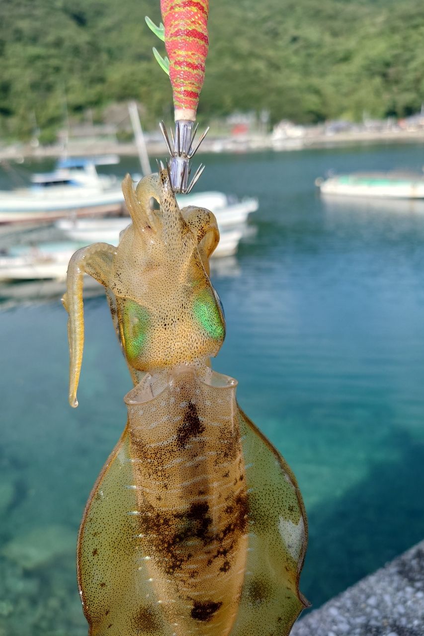 イトヒキアジ