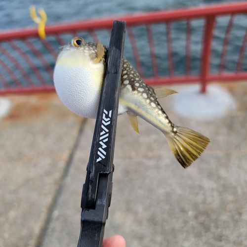 アカメフグの釣果