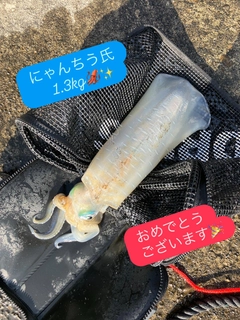 アオリイカの釣果