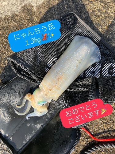 アオリイカの釣果
