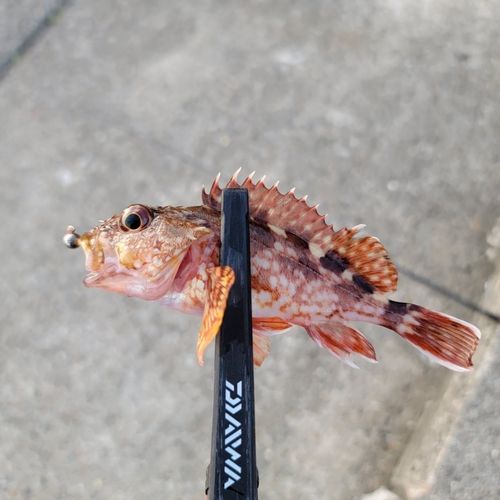 カサゴの釣果