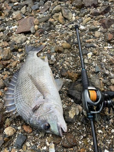 クロダイの釣果