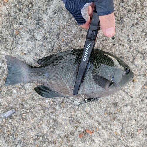 クロの釣果
