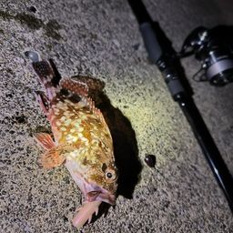 カサゴ
