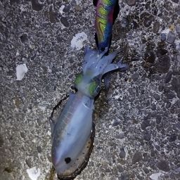 アオリイカ