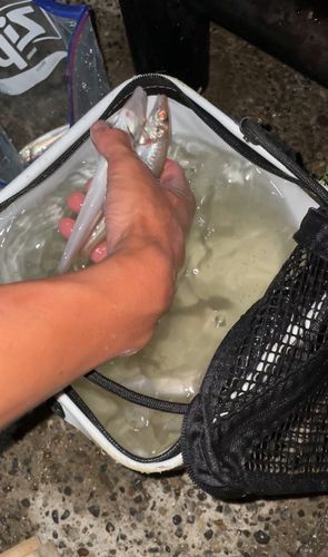 シロギスの釣果
