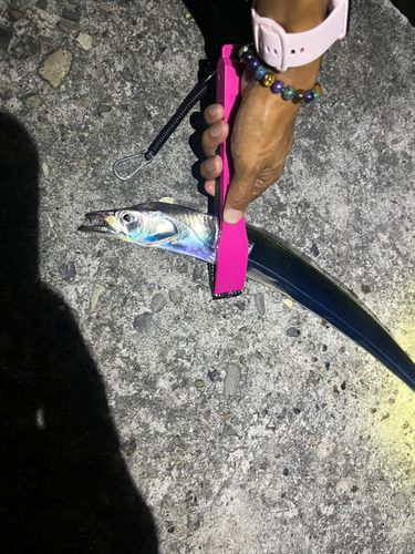タチウオの釣果