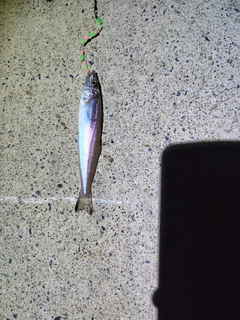 シロギスの釣果