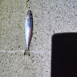 シロギス