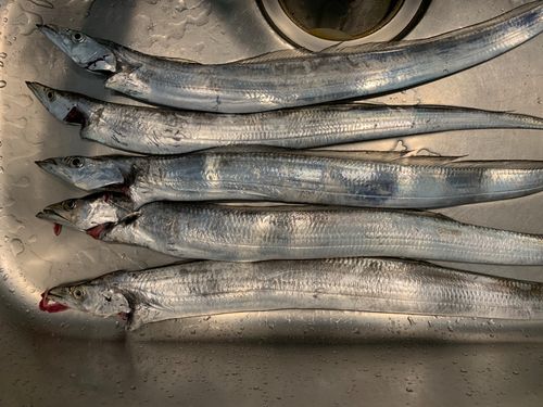 タチウオの釣果