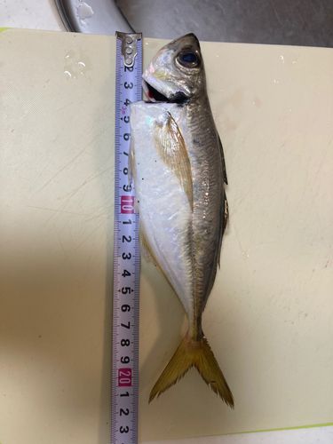 根岸湾