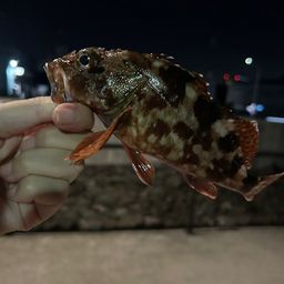 カサゴ