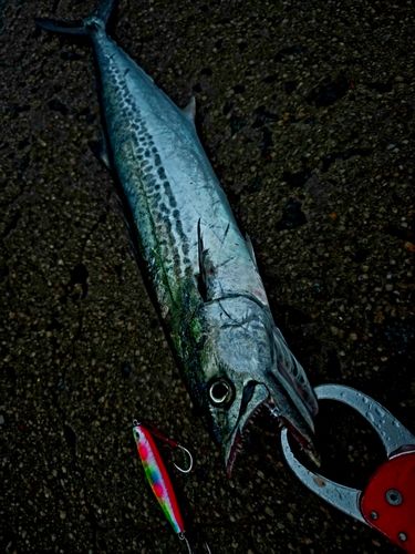 サゴシの釣果