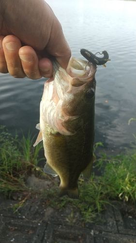 ラージマウスバスの釣果