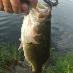 ラージマウスバス