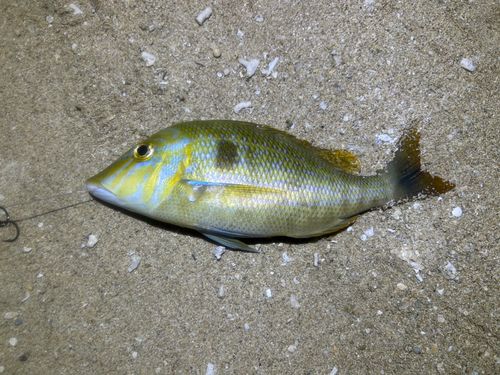 ヤマトビーの釣果