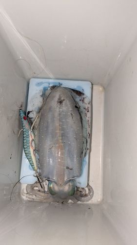 イカの釣果