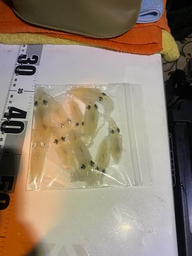 備後灘