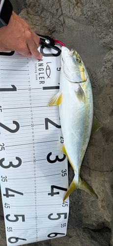 イナダの釣果