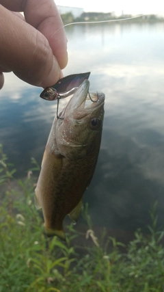 ラージマウスバスの釣果