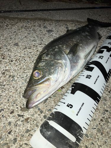 セイゴ（マルスズキ）の釣果