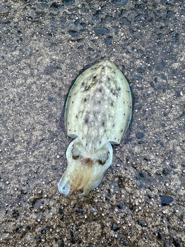 モンゴウイカの釣果