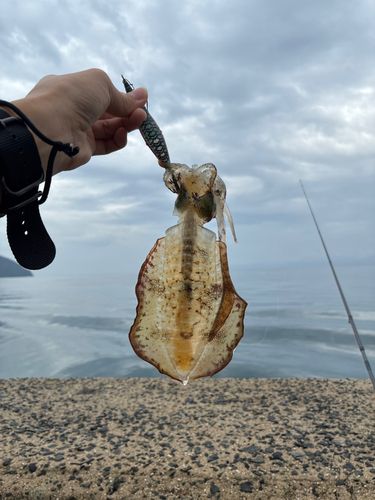 若狭湾