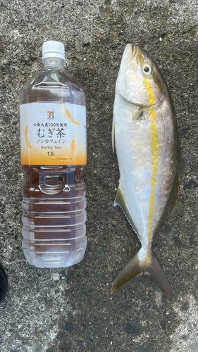 田子沖堤防