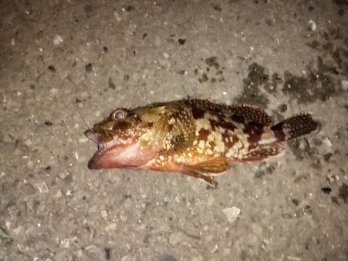アラカブの釣果