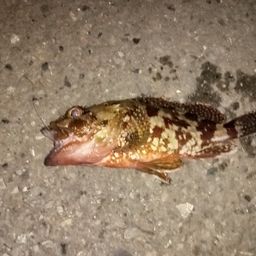 アラカブ