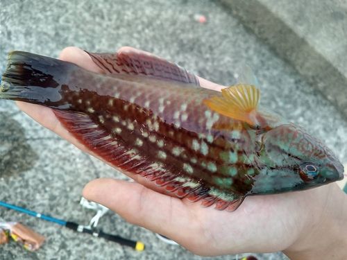 ホシササノハベラの釣果