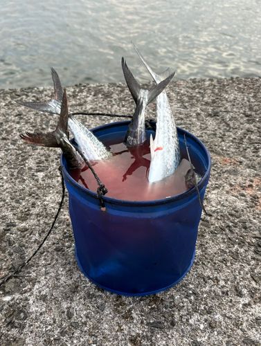 サゴシの釣果