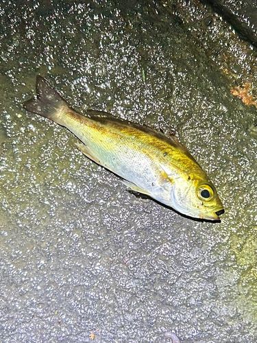 イサキの釣果