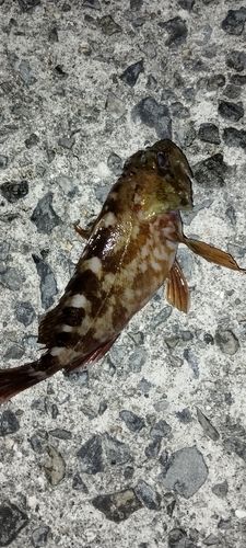 カサゴの釣果