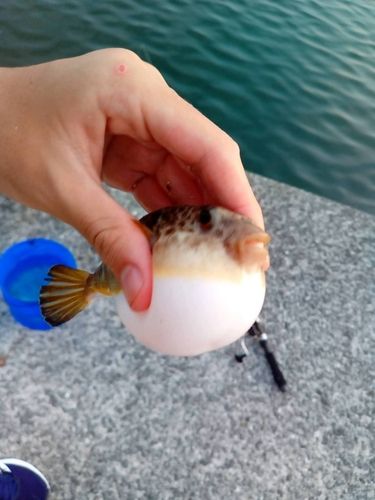 フグの釣果