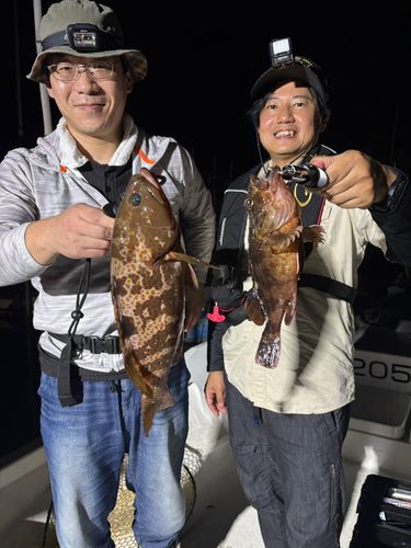 アコウの釣果
